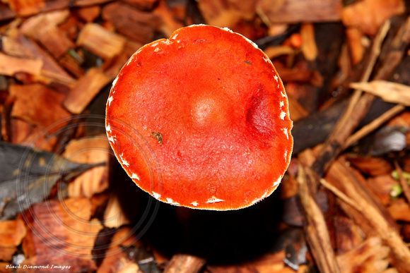 Unidentified Fungi - Palm Glen, Norfolk Island National Park