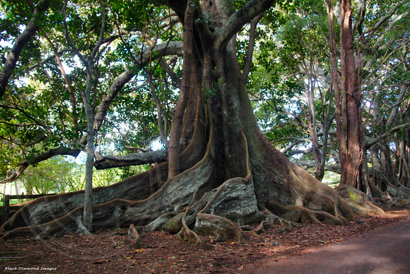 Ficus macrophylla forma macrophylla - Norfolk Blue & 100 Acres Reserve, Norfolk Island