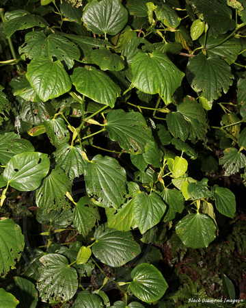 Macropiper excelsum subsp. psittacorum - Kava, Pepper Tree, Kawa Kawa, - Norfolk Island Botanic Gardens
