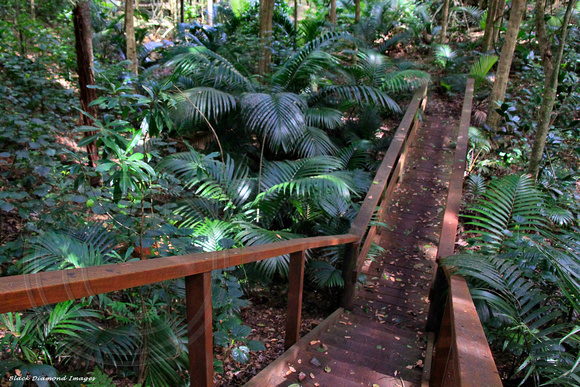 Rhopalostylis baueri in Lower Creek Area - Norfolk Island Botanic Gardens