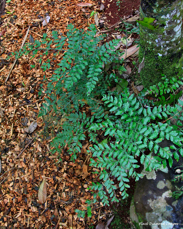Asplenium dimorphum - Two-frond Fern, Lace Fern - Palm Glen, Norfolk Island National Park