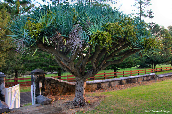 Dracaena draco - Dragon Tree at No.9 Quality Row, Kingston, Norfolk Island
