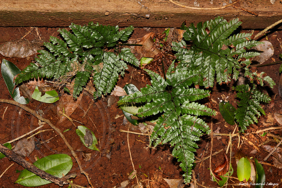 Arachnoides arisata - Prickly Shield Fern, Norfolk Island Botanic Gardens