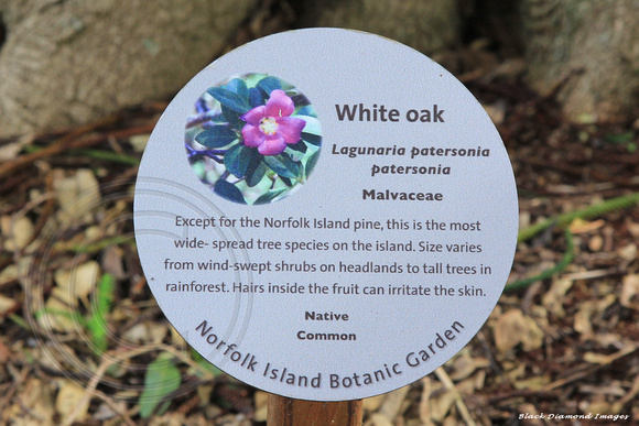Lagunaria patersonia subsp. patersonia - White Oak, Norfolk Island Botanic Gardens