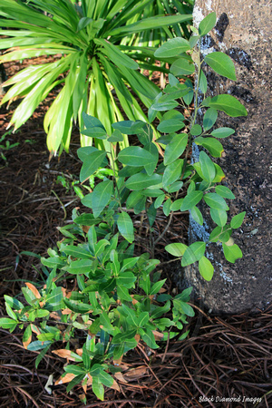 Lagunaria patersonia subsp. patersonia - White Oak