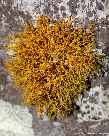 Teloschistes flavicans - Golden Hair Lichen ? - Norfolk Island National Park