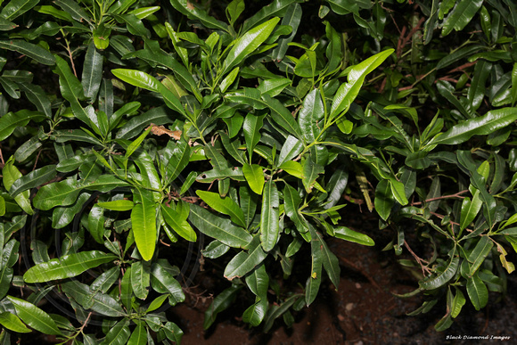 Dodonaea viscosa subsp. viscosa - Tea Tree, Hopwood, Ake Ake