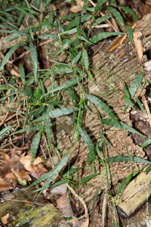 Oplismenus hirtellus - Basket Grass