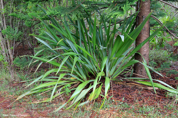 Phormium tenax - Flax, Palm Glen Norfolk Island National Park