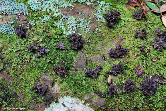 Unidentified Lichen and Mosses - Palm Glen, Norfolk Island