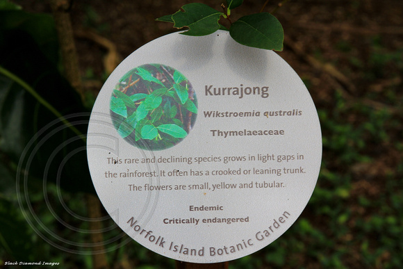 Wikstroemia australis - Kurrajong, Norfolk Island Botanic Gardens