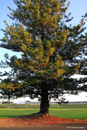 Araucaria heterophylla, Norfolk Island Pine - Country Rd, Kingston, Norfolk Island