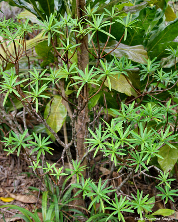 Euphorbia norfolkiana - Norfolk Island Euphorbia, Norfolk Island Botanic Gardens