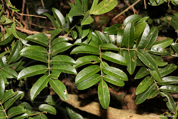 Callerya australis - Blunt Wistaria, Samson's Sinew, Norfolk Island Botanic Gardens