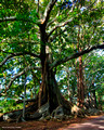Ficus macrophylla forma macrophylla - Norfolk Blue & 100 Acres Reserve, Norfolk Island
