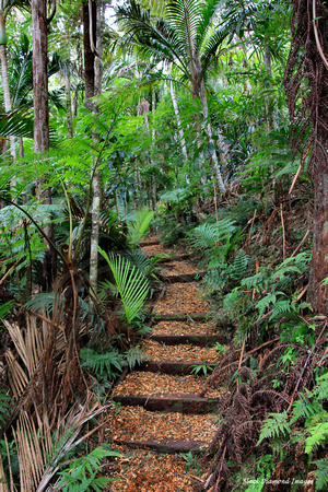 Palm Glen Walking Track, Norfolk Island National Park