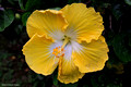 Hibiscus rosa-sinensis 'Kinchen's Yellow'