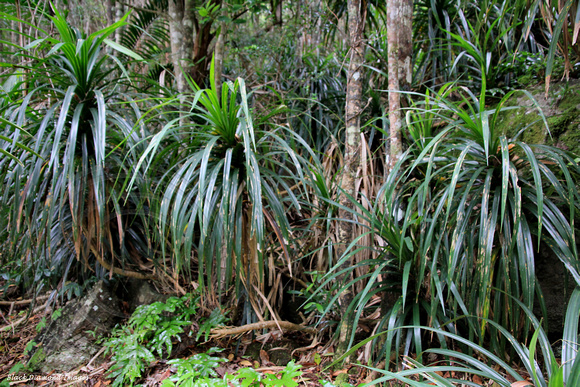 Freycinettia baueriana - Mountain Rush - Palm Glen, Norfolk National Park