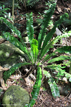 Asplenium australasicum forma. australasicum - Birds Nest Fern, Norfolk Island Botanic Gardens