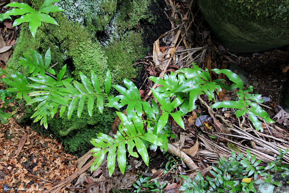 Microsorum pustulatum subsp. pustulatum - Kangaroo Fern