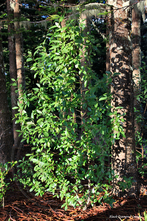 Lagunaria patersonia subsp. patersonia - White Oak