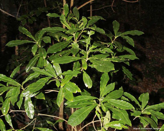 Pittosporum bracteolatum — Oleander, Norfolk Island Botanic Gardens