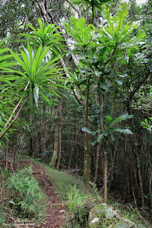 Cordyline obtecta & Meryta angustifolia - Palm Glen, Norfolk National Park
