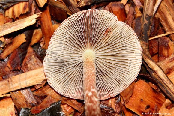 Unidentified Fungi - Palm Glen, Norfolk Island National Park