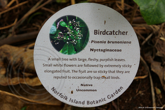 Pisonia brunoniana - Bird Catcher, Norfolk Island Botanic Gardens