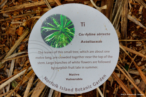 Cordyline obtecta - Norfolk Island Cabbage Tree, Ti Rauti, Three Kings Cabbage Tree