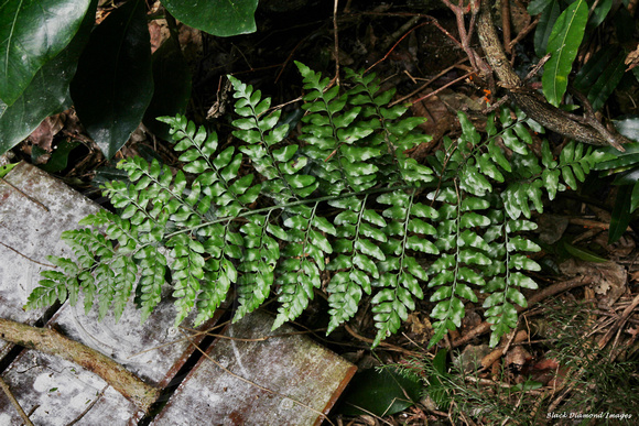 Asplenium dimorphum - Two-frond Fern, Lace Fern - Palm Glen, Norfolk Island Botanic Gardens