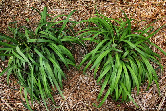 Dianella intermedia- Norfolk Island Botanic Gardens
