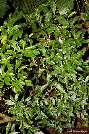 Melicytus ramiflorus subsp. oblongifolius - Whiteywood, Norfolk Island Botanic Gardens