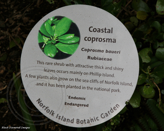 Coprosma baueri - Coastal Coprosma, Norfolk Island Botanic Gardens