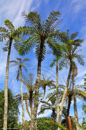 Cyathea brownii - Norfolk Tree Fern, Norfolk Island Botanic Gardens