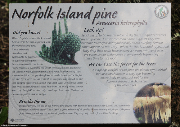 Araucaria heterophylla - Norfolk Island Pine, Norfolk Island Botanic Gardens