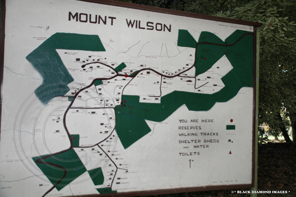 Mt Wilson - Avenues