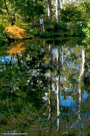 Reflections and Rainforest Grotto,Windyridge Mt Wilson April 16th 2007