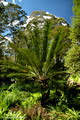 Reflections and Rainforest Grotto,Windyridge Mt Wilson April 16th 2007