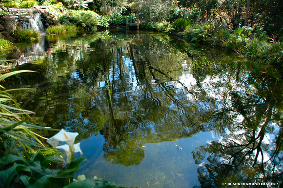 Reflections and Rainforest Grotto,Windyridge Mt Wilson April 16th 2007