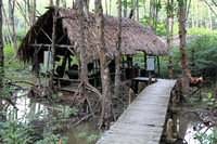 Monkey Island Sac Forest 2.1 .14 - National Biosphere Reserve, Saigon River