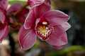 ORCHID(1)