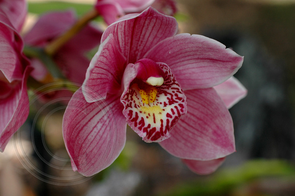ORCHID(1)