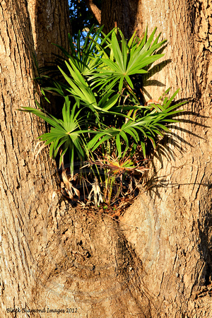 Livistona australis, Cabbage Palm in Tree at Darawank School, Lakes Way, Darawank, NSW