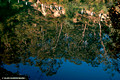 Jenolan River Blue Lake Reflections-April 17th 2007