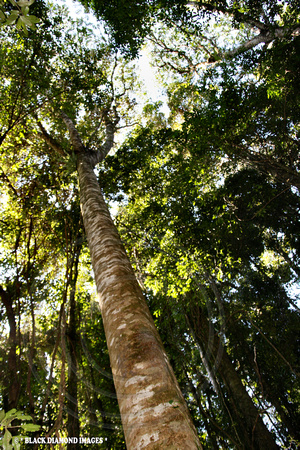 Polyscias murrayi - Pencil Cedar - Boorganna Nature reserve,Comboyne,NSW