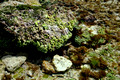 Ned's Beach Rock Platform and Coral