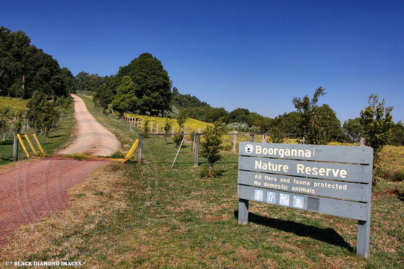 Boorganna Nature Reserve - Comboyne Plateau, NSW Australia