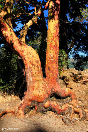 Arbutus menziesii - Pacific madrona, madrone - Olympic Highway, Lake Crescent, Washington, USA