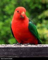 Alisterus scapularis - King Parrot